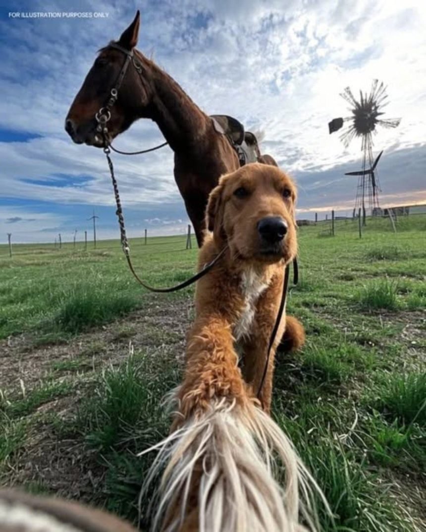 My Farm Dog Returns with a Horse—and Brings a Mystery I Didn’t Expect